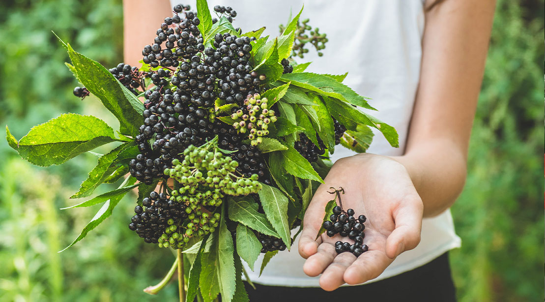 Female foraging and harvesting elderberry for her weight management